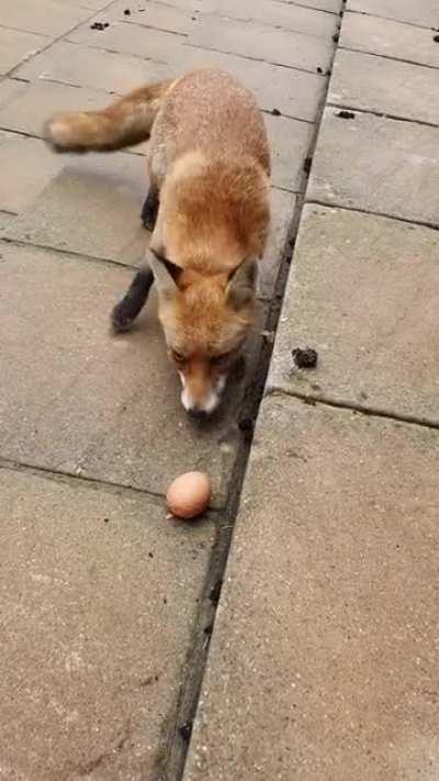 We've been feeding her and her pups for nearly 2 years now