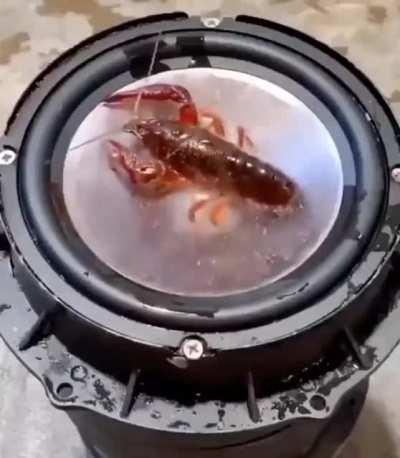 Crayfish Speaker