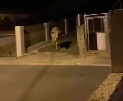 Who knew cows could scream