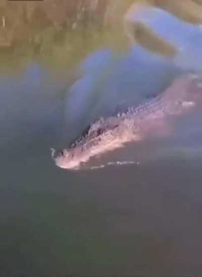 A crocodile swims up close to a man.