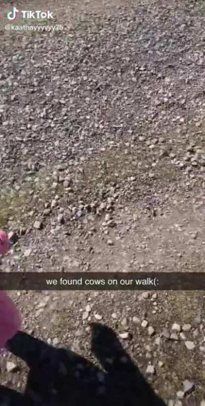 What sound does a cow make?