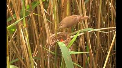 Self-diagnosers when they hijack a community