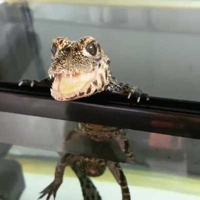 Too many teeth for me