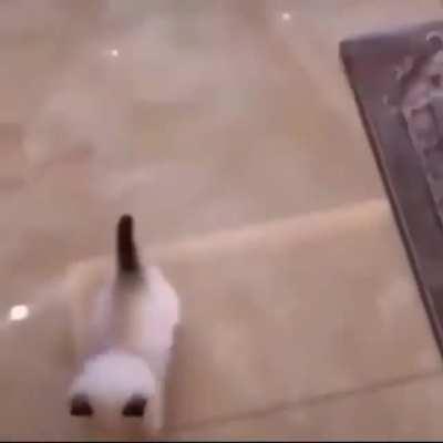 Tail up and on the move