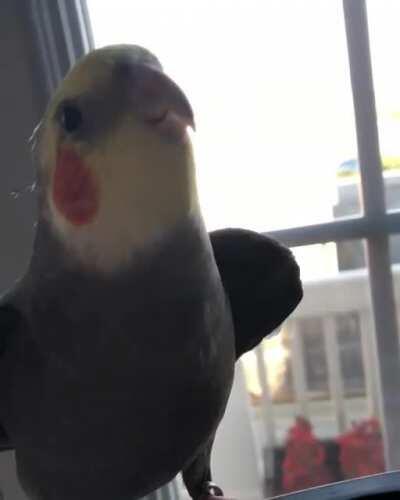 Mochi is practicing his fast chirps