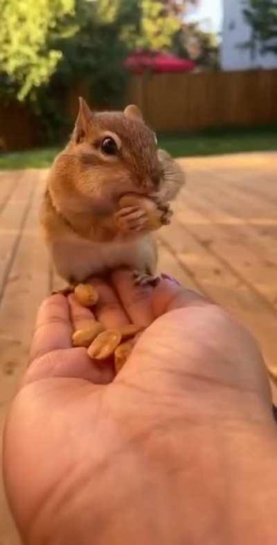 Ручной барсук