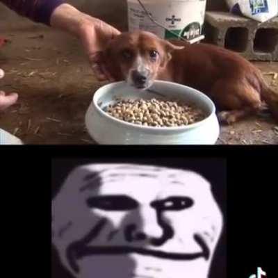 perrosGOD humanosZZZZZ