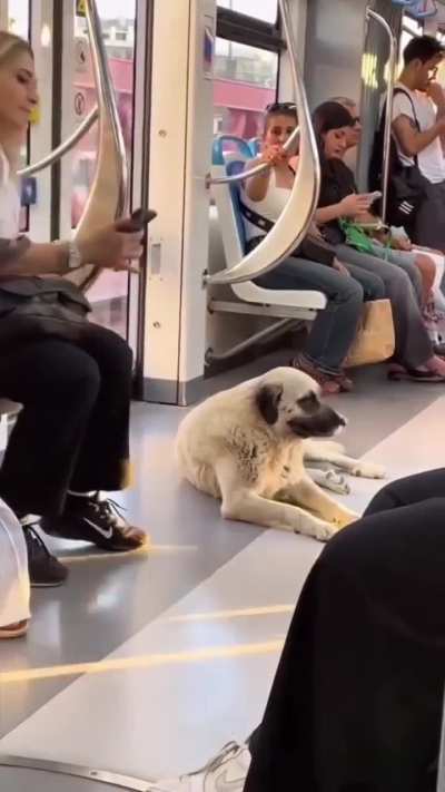 Stray dog's reaction after getting loved by a stranger.