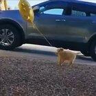 He’s just trying to bring a little sunshine into your life