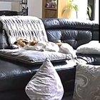 dog on the house camera being a total drama queen