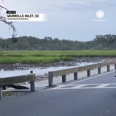 Law abiding alligator 🐊