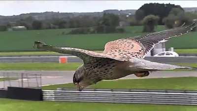 🔥 Falcon in Hunting Mode Unfazed by Strong Winds