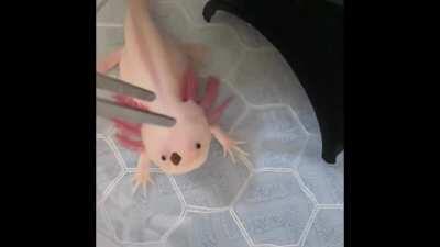 Behold, the cavernous maw of the axolotl!!! Snack time