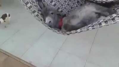 Baby donkey swinging in a hammock (cross-post from r/ItHadToBeBrazil)