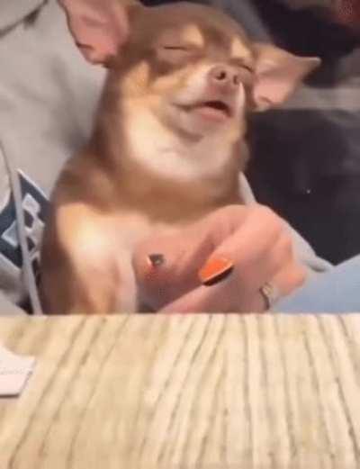 Let me take a nap while i wait! 🐕