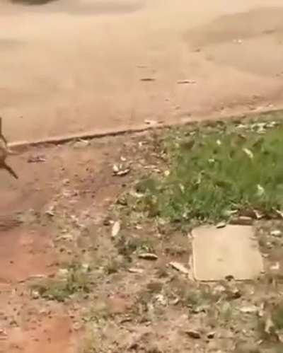 Just watch the way how it runs.