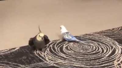 Budgies can be so much annoying sometimes