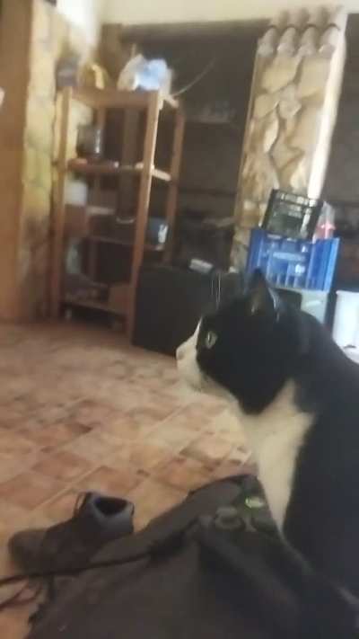 Little Cow is scared