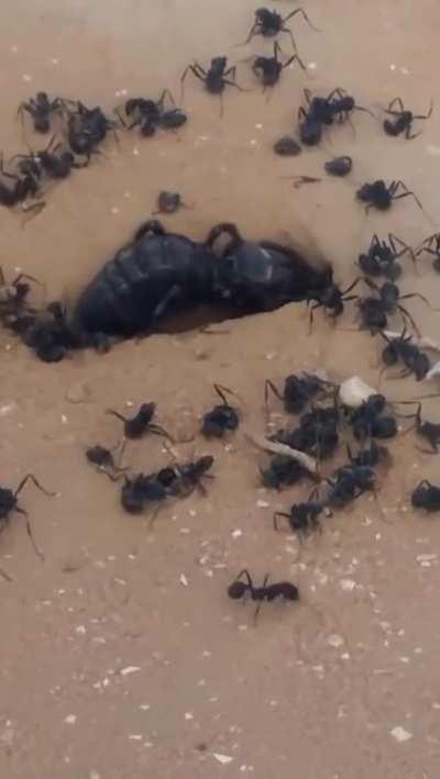 Camel Spider on the Warpath, too angry to be stopped.