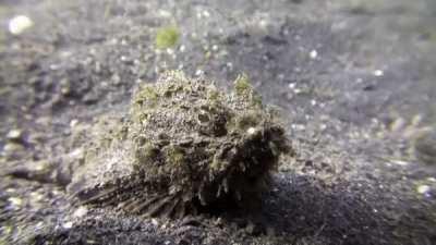 A juvenile yellow boxfish is quickly released after a scorpionfish senses the harmful effects of tetrodotoxin secreted by the boxfish. Boxfish have aposematic coloration as a warning to others, and when threatened they will secrete a neurotoxic agent into