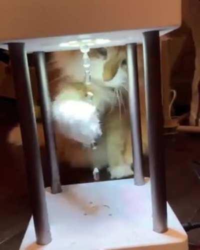 Cat vs anti-gravity fountain lamp