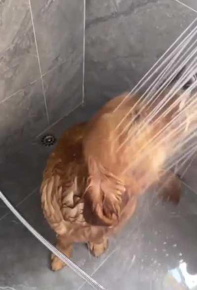 I think this is the first time I have seen a GR take a shower. Does your GR take a shower?