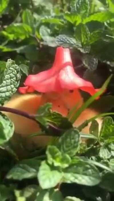 Ducks in flower hats