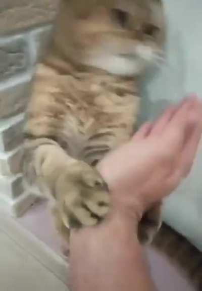 Martial arts with cat