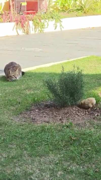 BaBY Bird rIPPed To shREDs By HuNGRY feRAL Cat