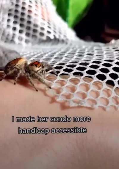 This person helping out an old spider.