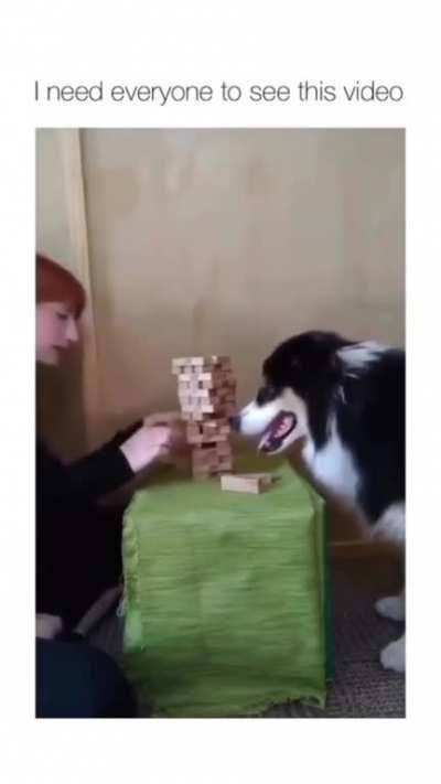 Smart doggo