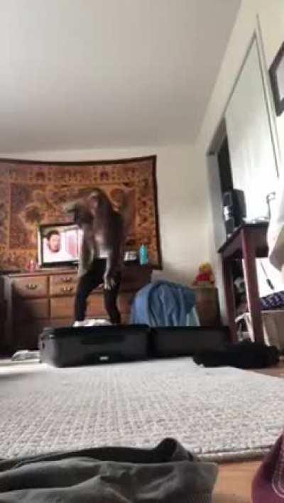 Woman tries to play a prank on his cat.