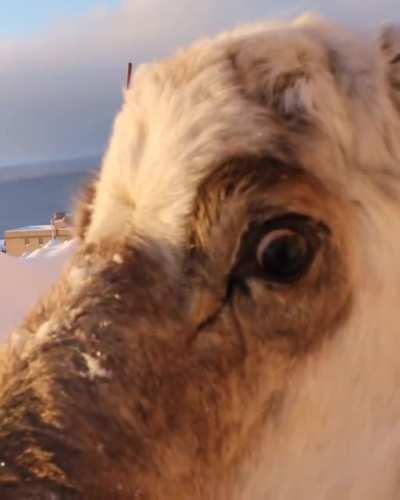 Morning traffic on the road in Svalbard