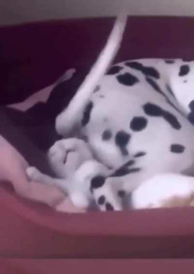 Ele só queria tira um cochilo