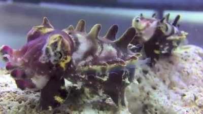 Mesmerizing cuttlefish