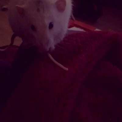 Today I found out that rats eat spaghetti like this. My highlight of this year.