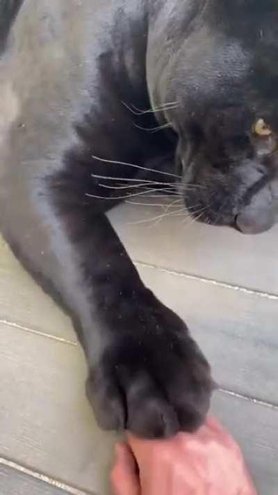 This panther playing the hand stacking game.