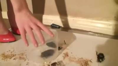 Vintage Emma’s Kingdom Roach Crush in Heels