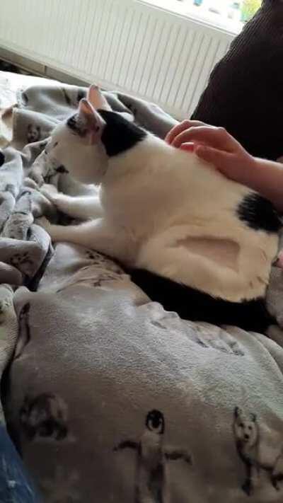Our newly adopted cat kneading on my girlfriend's lap, she'd only been here for a couple hours - she's so cuddly