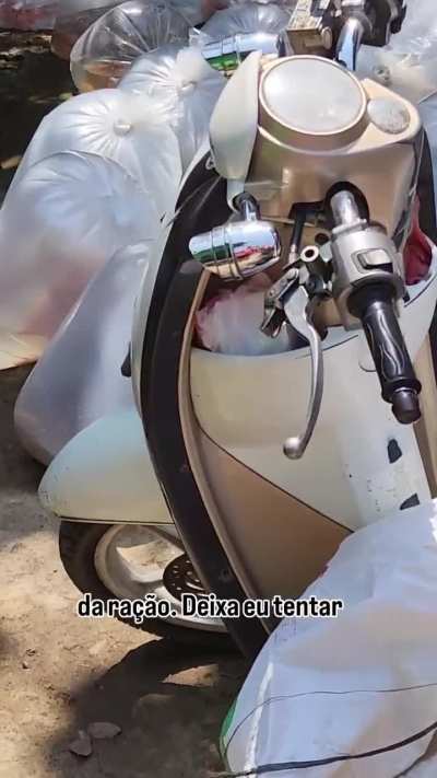 🔥 Pink pigeon wandering the streets possibly in Brazil somewhere.