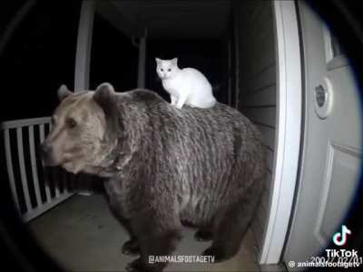 There is no way that cat is on top