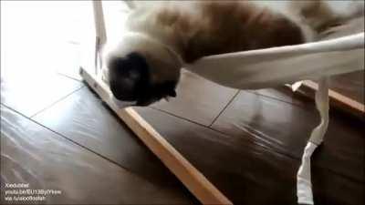 Cat learns to use a hammock