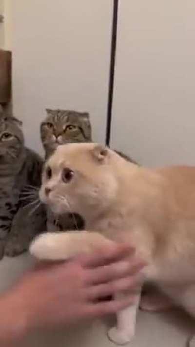 different personalities and moods..