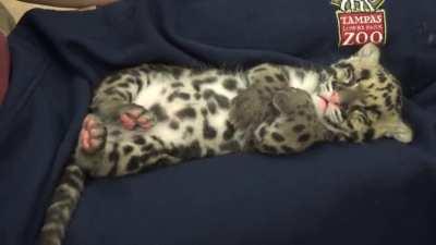 Clouded leopard cub taking a nap