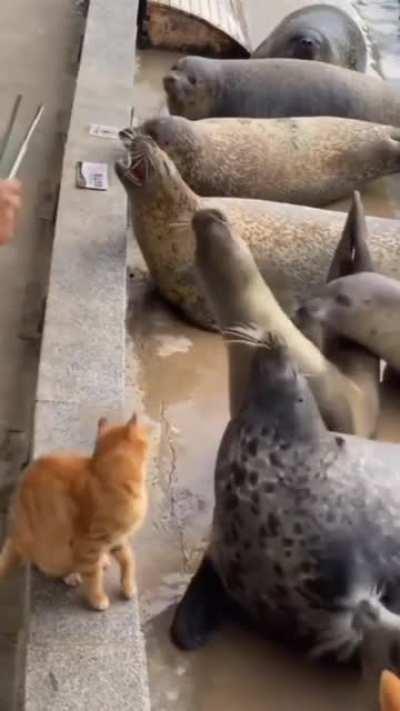 This Cat has anger issues