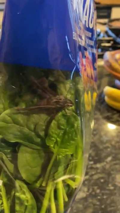 Was about to make a salad…