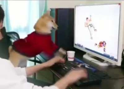 Such loss. Much angry!!