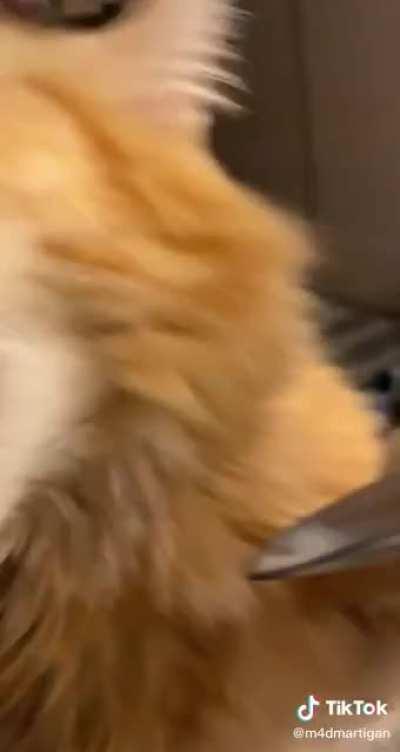 wOmAn ViCIously PoIsSons YouNgLInG anD lAugHs aS iT PLumMetS tO it’S dEaTH