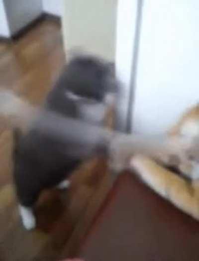 A cat goes up against an inert plush tiger.