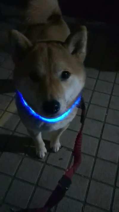 bought my dog a glowing collar